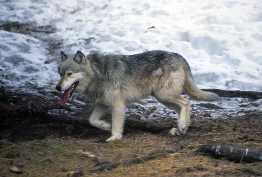 Early wolves
